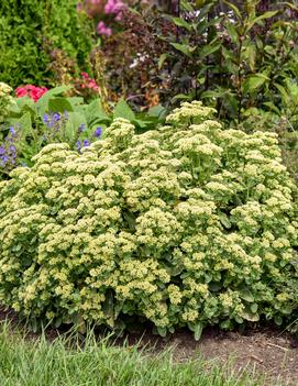 Sedum 'Lemonjade' (PP26448)