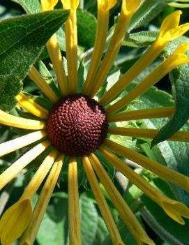 Rudbeckia subtomentosa 'Henry Eilers'