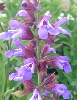 Salvia officinalis