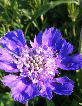 Scabiosa caucasica 'Perfecta Blue'