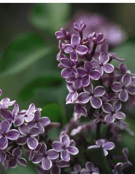 Syringa x vulgaris 'Sensation'