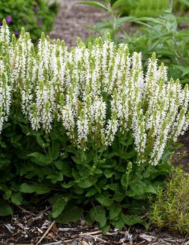 Salvia nemorosa 'Bumblesnow' (PP31399)