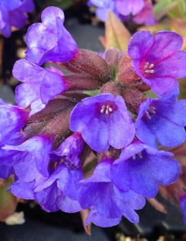 Pulmonaria angustifolia