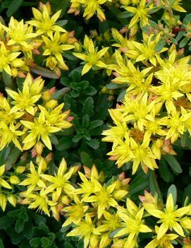 Sedum floriferum 'Weihenstephaner Gold'