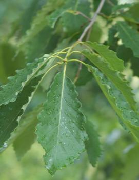 Quercus prinus