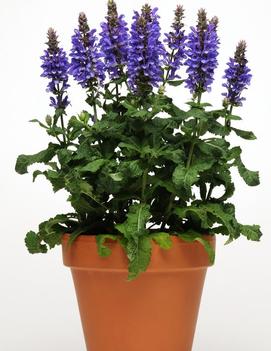 Salvia nemorosa 'Blue Marvel' (PPAF)