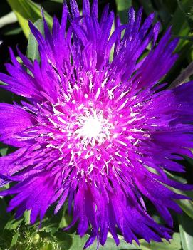 Stokesia laevis 'Purple Parasols' (PP10660)