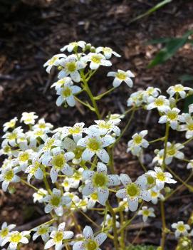 Saxifraga paniculata