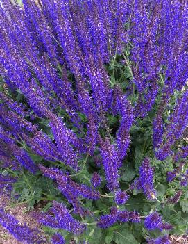 Salvia nemorosa May Night ('Mainacht')