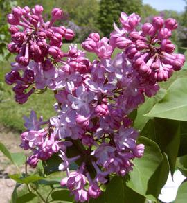 Syringa x vulgaris 'Belle de Nancy'