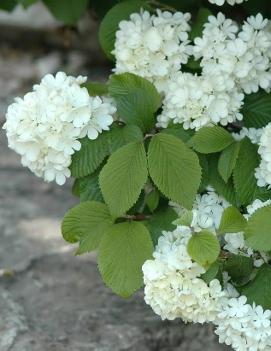 Viburnum plicatum f. tomentosum Newport ('Newzam')