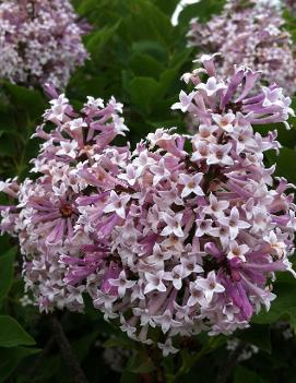 Syringa patula 'Miss Kim'