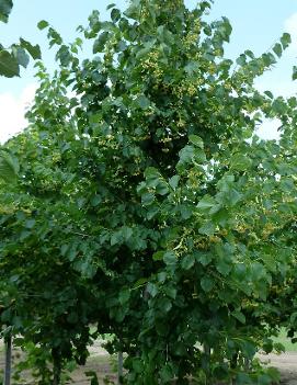 Tilia x flavescens 'Glenleven'