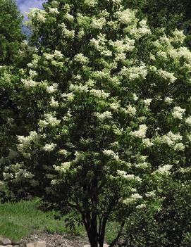 Syringa reticulata 'Ivory Silk' (COPF)