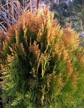 Thuja orientalis Berkman's Gold ('Aurea Nana')