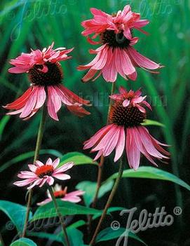 Echinacea x Doppelganger ('Doubledecker')