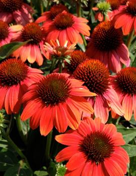 Echinacea x Sombrero® Hot Coral ('Balsomcor') (PP23097, CPBR4670)