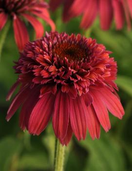 Echinacea x Double Scoop™ Raspberry ('Balsceras') (PP23117)