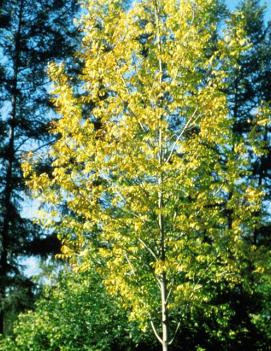 Fraxinus nigra 'Fallgold' (COPF)