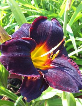 Hemerocallis 'Obsidian'