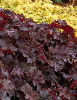 Heuchera x 'Chocolate Ruffles' (PP8965, COPF)