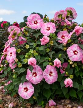 Hibiscus x 'Spinderella' (PP33309,CPBRAF)