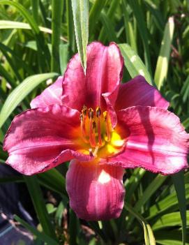 Hemerocallis 'Rosy Returns' (PP09779)