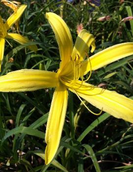 Hemerocallis 'Kindly Light'