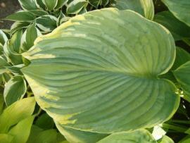 Hosta 'Backyard Monster'