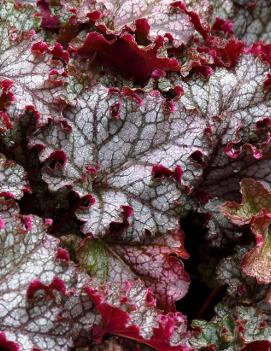 Heuchera x 'Can-can' (COPF)