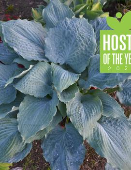 Hosta 'Diamond Lake' (USPPAF 30,769, Can PBRAF)