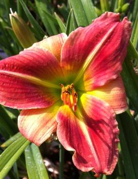 Hemerocallis 'Dixieland Five'