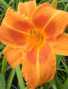 Hemerocallis 'Rocket City'