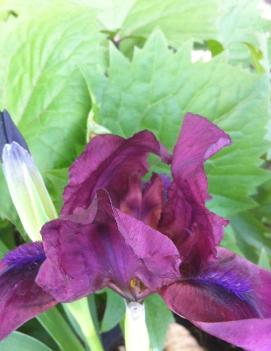 Iris pumila 'Red'