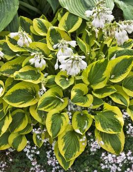 Hosta 'Tropical Storm'