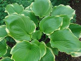 Hosta 'Winter Snow'