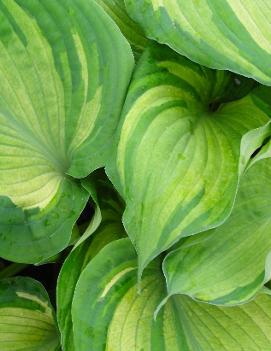 Hosta 'Guardian Angel'