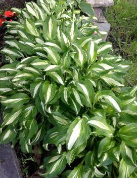 Hosta undulata 'Mediovariegata'