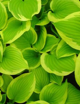 Hosta 'Shade Fanfare'