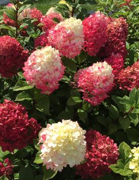 Hydrangea paniculata Little Lime Punch® ('SMNHPH') (PP 33,207, Can PBRAF)