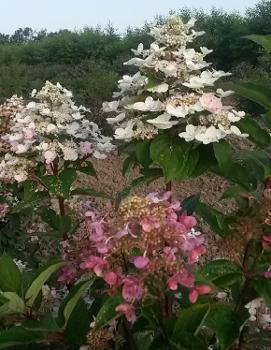 Hydrangea paniculata Fire and Ice® ('Wim's Red') (PP26005)