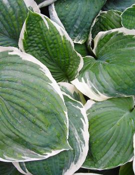 Hosta 'Northern Exposure'