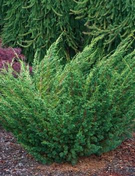 Juniperus chinensis 'Shimpaku'