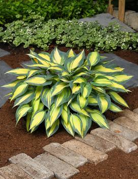 Hosta 'Magic Island'