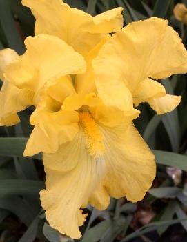 Iris germanica 'Harvest of Memories'