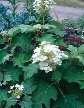 Hydrangea quercifolia 'Sike's Dwarf'