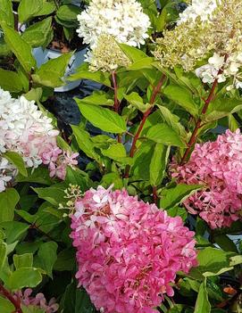 Hydrangea paniculata Zinfin Doll® ('SMNHPRZEP') (PP26956, CPBRF)