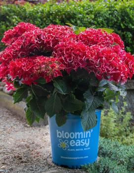 Hydrangea macrophylla Frill Ride™ ('Hokomabavi') (PPAF)