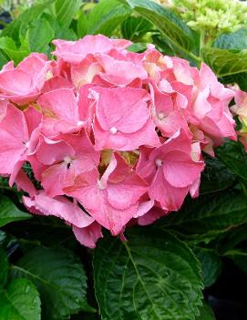 Hydrangea macrophylla 'Glowing Embers'