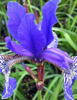 Iris sibirica 'Blue King'